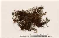 藏品(毛燈苔)的圖片